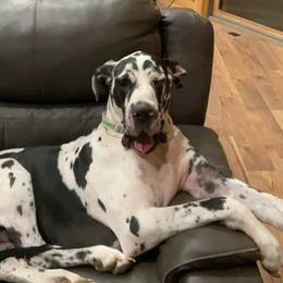 Peaches - Great Dane