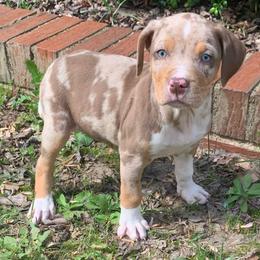 Female 7 - Red merle female Catahoula Leopard Dog puppy in Gadsden, Alabama from Rich Cat’s