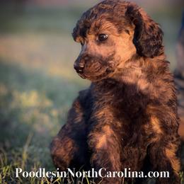 Poodle Puppies from Grace Poodles