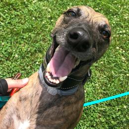 Whippet All Grown Up from Nota Bene whippets