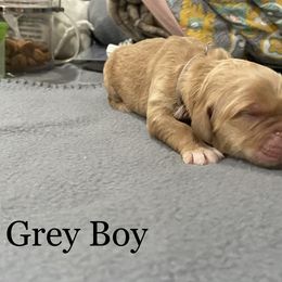 Boy 6 - Golden Golden Retriever puppy in Argyle, Texas from Randalls Golden Retrievers