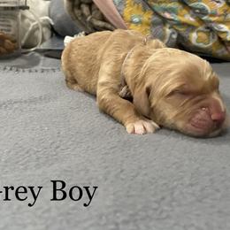 Boy 6 - Golden Golden Retriever puppy in Argyle, Texas from Randalls Golden Retrievers