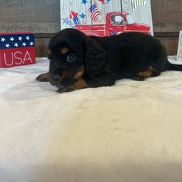 Black and Tan Girl - Black and tan female Dachshund puppy in Stilwell, Oklahoma from Bidding Creek Dachshunds