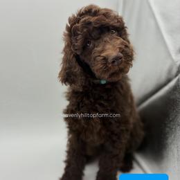 8. BIRCH - LIGHT BLUE COLLAR BOY - Chocolate male Goldendoodle puppy in Charlo, Montana from Heavenly Hilltop Farm