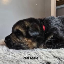 Red - Black and tan male German Shepherd puppy in Tony, Wisconsin from Muddy Acres German Shepherds