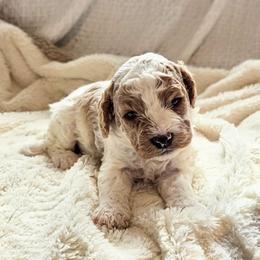 Boy 3 Hugs - Blenheim male Cavapoo puppy in Gunnison, Utah from Curls and Camo Pups