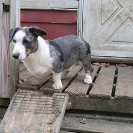 ROCKY - Cardigan Welsh Corgi