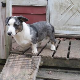 ROCKY - Cardigan Welsh Corgi