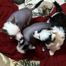 Chihuahua and Chinese Crested Puppies from Western Kentucky Chihuahua’s and Chinese Crested’s