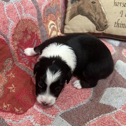 Australian Shepherd Puppies from Hall's Australian Shepherds