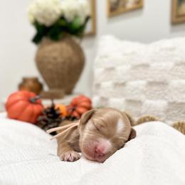 Minnie - Caramel ice female Australian Labradoodle puppy in Palmdale, California from Pixie Doodle Paws