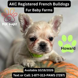 Howard - White male French Bulldog puppy in Michigan from Fur Baby Farms