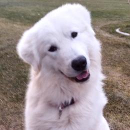Maremma Sheepdog All Grown Up from The Ewe Crew Homestead