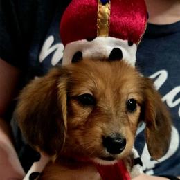 Rebel - Sable male Dachshund puppy in Bandera, Texas from Pup Cakes