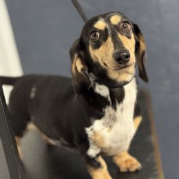 Elara - Dachshund