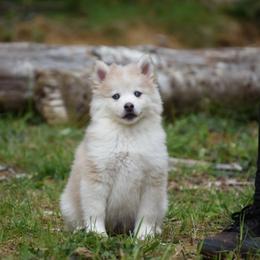 Willow - Merle female Pomsky puppy in Coos Bay, Oregon from Ocean View Pomskies
