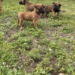 Cupid - Mahogany male Belgian Malinois puppy in Deerfield Beach, Florida from vd Hunde der neuen Äre