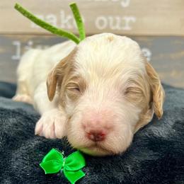 Green Male - Parti male Goldendoodle puppy in Great Falls, Montana from Montana Goldendoodles