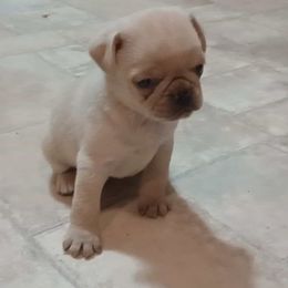 Winnie - Cream female Pug puppy in East Bernstadt, Kentucky from Sundance Pugs