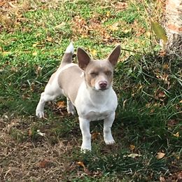 Jasper - Teddy Roosevelt Terrier