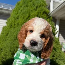 Connor (blue collar) - White male Irish Doodle puppy in Mouth Of Wilson, Virginia from HoneyBunn Doodle Co.