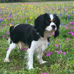Ruth - Cavalier King Charles Spaniel