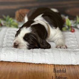 English Springer Spaniel Puppies from Murphy Farms