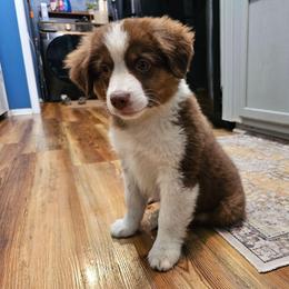 Boone - Red tri male Miniature Australian Shepherd puppy in Dunnellon, Florida from Ever After Mini Aussies