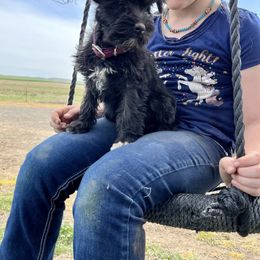 Miniature Schnauzer Puppies from Winona Schnauzers