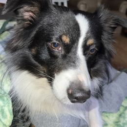 Baxter - Miniature Australian Shepherd