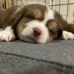 Torch - Red tri-color male Australian Shepherd puppy in Liberty Hill, Texas from Emerald Isle Australian Shepherds