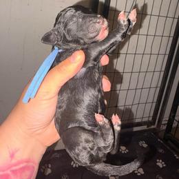 Orion - Black male Poodle puppy in Toledo, Ohio from Exquisite Dalmatians & Standard Poodles
