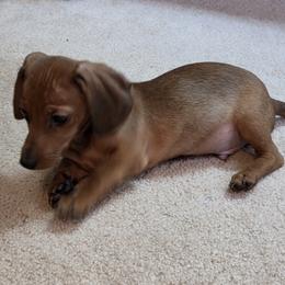 Dachshund Puppies from ELLIES DARLIN DOXIES