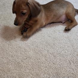 Dachshund Puppies from ELLIES DARLIN DOXIES