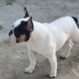 Pumpkin  - French Bulldog