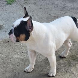 Pumpkin  - French Bulldog
