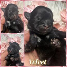 Velvet - Black and white female Shih Tzu puppy in Coolidge, Arizona from Shih Tzu’s  ‘N’ Love