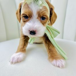 Goldendoodle Puppies from Cotton Country Doodles