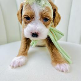 Goldendoodle Puppies from Cotton Country Doodles