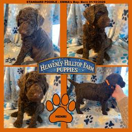 Brown Orange Collar Boy - Brown male Poodle puppy in Charlo, Montana from Heavenly Hilltop Farm