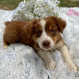 Australian Shepherd Puppies from Smith Southern Aussies