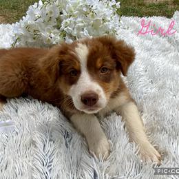 Australian Shepherd Puppies from Smith Southern Aussies