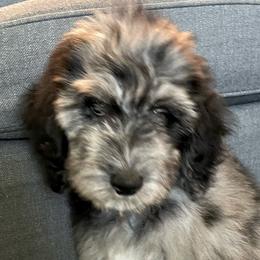 Boy 3, Wookie - Schnoodle puppy from Giselle’s Pups: Giant Schnauzer/Standard Poodles