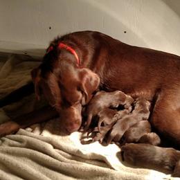 Labrador Retriever Puppies from AimPowers Retrievers
