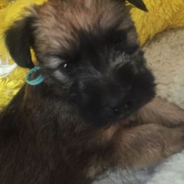 Soft Coated Wheaten Terrier Puppies from Cuilinn Wheatens