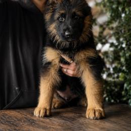 Aryn - Black and red male German Shepherd puppy in Lexington, Virginia from Stahlhaus ( Previously Buffelbach Farmstead Shepherds)