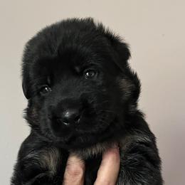 Pink collar - Black and red female German Shepherd puppy in Saint Charles, Missouri from Lowemond German Shepherds