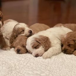 Cockapoo Puppies from Bright and Beautiful Cockapoos