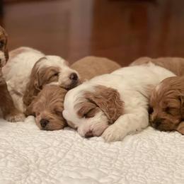 Cockapoo Puppies from Bright and Beautiful Cockapoos