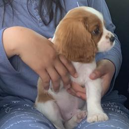Cavalier King Charles Spaniel Puppies from Central Valley Cavaliers
